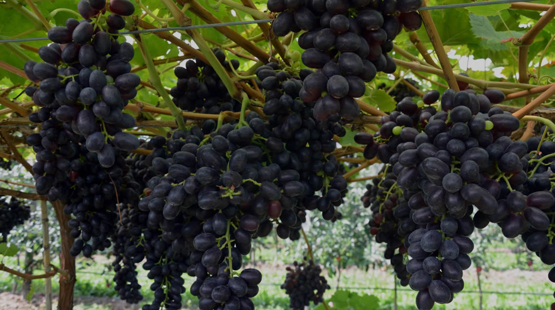 Monviso fruit chi siamo